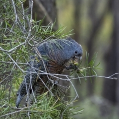 Callocephalon fimbriatum at Penrose, NSW - suppressed
