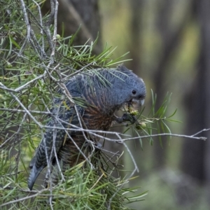 Callocephalon fimbriatum at Penrose, NSW - 30 Oct 2021