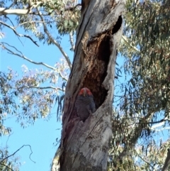 Callocephalon fimbriatum (Gang-gang Cockatoo) at Molonglo Valley, ACT - 31 Oct 2021 by CathB