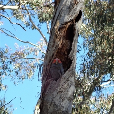 Callocephalon fimbriatum (Gang-gang Cockatoo) at Aranda Bushland - 31 Oct 2021 by CathB