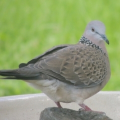 Spilopelia chinensis (Spotted Dove) at Pollinator-friendly garden Conder - 22 Oct 2021 by michaelb