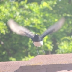 Rhipidura leucophrys (Willie Wagtail) at Pollinator-friendly garden Conder - 22 Oct 2021 by michaelb