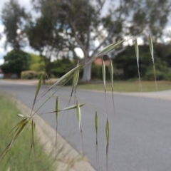 Avena sp. (Wild Oats) at Pollinator-friendly garden Conder - 30 Oct 2021 by michaelb