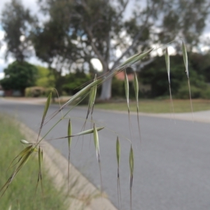 Avena sp. at Conder, ACT - 30 Oct 2021 04:38 PM