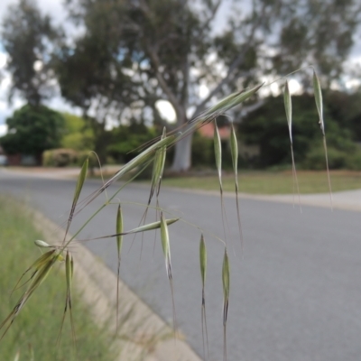 Avena (genus) (Wild Oats) at Conder, ACT - 30 Oct 2021 by MichaelBedingfield