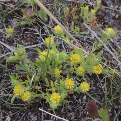 Triptilodiscus pygmaeus (Annual Daisy) at Tuggeranong Hill - 11 Oct 2021 by michaelb