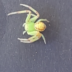 Thomisidae (family) (Unidentified Crab spider or Flower spider) at Gowrie, ACT - 31 Oct 2021 by joy_maree2002@yahoo.com.au