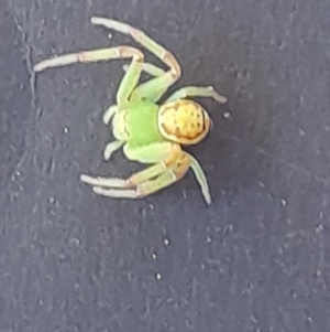 Thomisidae (family) at Gowrie, ACT - 31 Oct 2021 04:52 PM