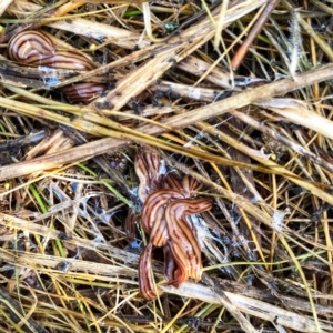 Anzoplana trilineata at Googong, NSW - 1 Nov 2021