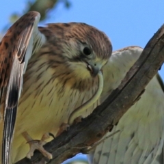 Delma sp. (genus) at Pialligo, ACT - 31 Oct 2021