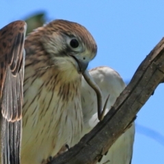 Delma sp. (genus) at Pialligo, ACT - 31 Oct 2021