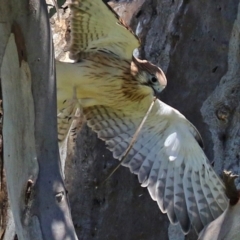 Delma sp. (genus) at Pialligo, ACT - 31 Oct 2021