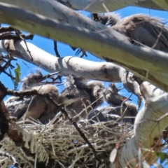 Egretta novaehollandiae (White-faced Heron) at Pialligo, ACT - 31 Oct 2021 by RodDeb