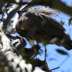 Egretta novaehollandiae at Pialligo, ACT - 31 Oct 2021