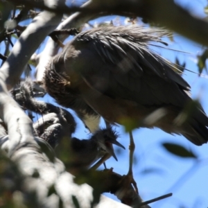 Egretta novaehollandiae at Pialligo, ACT - 31 Oct 2021