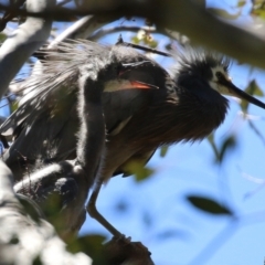 Egretta novaehollandiae at Pialligo, ACT - 31 Oct 2021