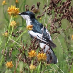 Lalage tricolor (White-winged Triller) at Campbell Park Woodland - 31 Oct 2021 by RodDeb