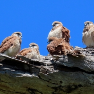 Falco cenchroides at Pialligo, ACT - 31 Oct 2021