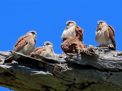 Falco cenchroides (Nankeen Kestrel) at Pialligo, ACT - 31 Oct 2021 by RodDeb