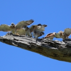 Falco cenchroides at Pialligo, ACT - 31 Oct 2021