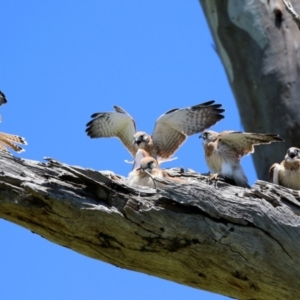 Falco cenchroides at Pialligo, ACT - 31 Oct 2021 12:42 PM