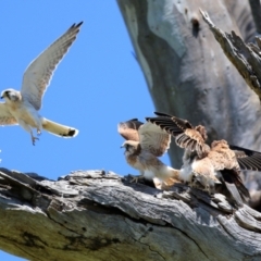 Falco cenchroides at Pialligo, ACT - 31 Oct 2021