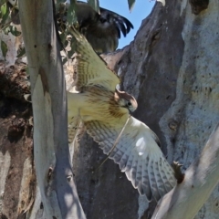 Falco cenchroides at Pialligo, ACT - 31 Oct 2021 12:42 PM