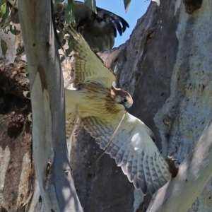 Falco cenchroides at Pialligo, ACT - 31 Oct 2021