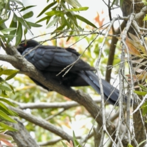 Eudynamys orientalis at Aranda, ACT - 1 Nov 2021 11:08 AM