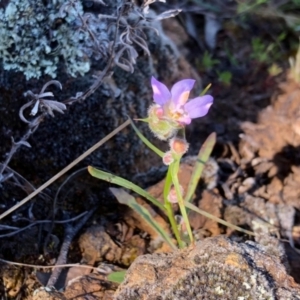 Wahlenbergia sp. at Stromlo, ACT - 31 Oct 2021