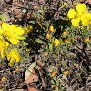 Hibbertia obtusifolia at Stromlo, ACT - 31 Oct 2021