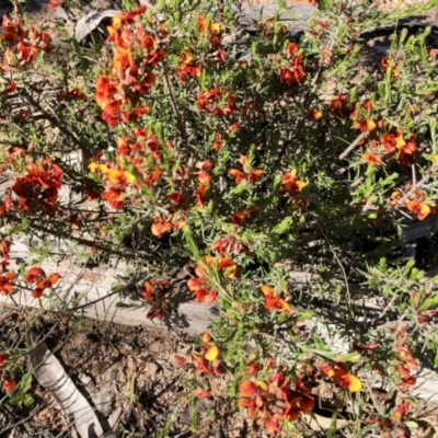 Dillwynia sp. at Stromlo, ACT - 31 Oct 2021 by KMcCue