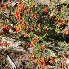Dillwynia sp. at Stromlo, ACT - 30 Oct 2021 by KMcCue