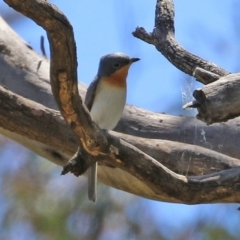 Myiagra rubecula (Leaden Flycatcher) at Pialligo, ACT - 31 Oct 2021 by RodDeb