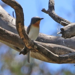 Myiagra rubecula at Pialligo, ACT - 31 Oct 2021