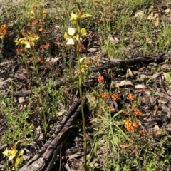 Diuris sulphurea (Tiger Orchid) at West Stromlo - 30 Oct 2021 by KMcCue