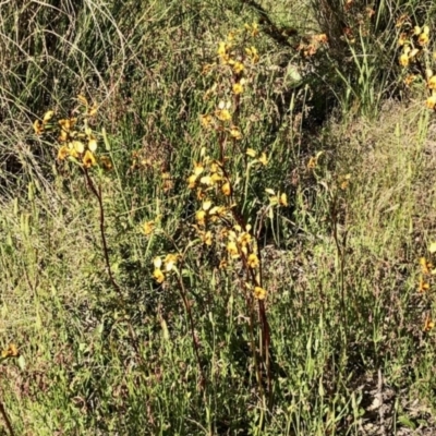 Diuris semilunulata (Late Leopard Orchid) at West Stromlo - 30 Oct 2021 by KMcCue