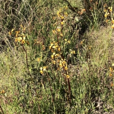 Diuris semilunulata (Late Leopard Orchid) at Stromlo, ACT - 30 Oct 2021 by KMcCue