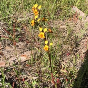 Diuris semilunulata at Stromlo, ACT - 31 Oct 2021