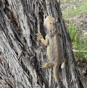 Pogona barbata at Molonglo Valley, ACT - 1 Nov 2021