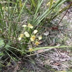 Diuris nigromontana (Black Mountain Leopard Orchid) at Aranda Bushland - 31 Oct 2021 by Jenny54