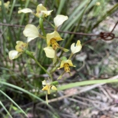 Diuris nigromontana at Molonglo Valley, ACT - 1 Nov 2021