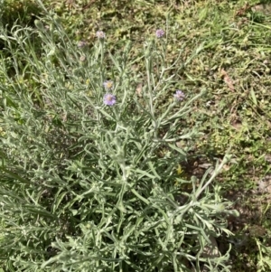 Vittadinia gracilis at Molonglo Valley, ACT - 1 Nov 2021