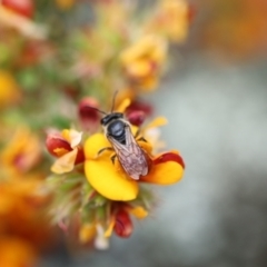 Leioproctus (Leioproctus) platycephalus at Googong, NSW - 1 Nov 2021