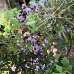 Glycine clandestina (Twining Glycine) at Namadgi National Park - 30 Oct 2021 by KMcCue