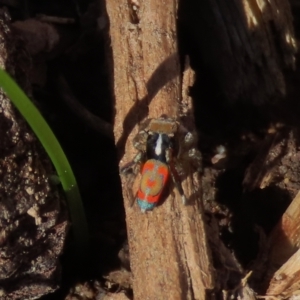 Maratus pavonis at Theodore, ACT - 31 Oct 2021