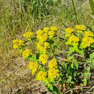 Euphorbia oblongata (Egg-leaf Spurge) at Wanniassa Hill - 1 Nov 2021 by Mike