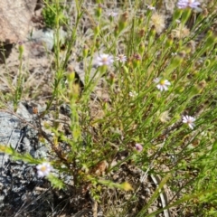 Vittadinia cuneata (Fuzzweed, New Holland Daisy) at Fadden, ACT - 1 Nov 2021 by Mike