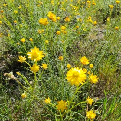 Xerochrysum viscosum (Sticky Everlasting) at Fadden, ACT - 1 Nov 2021 by Mike