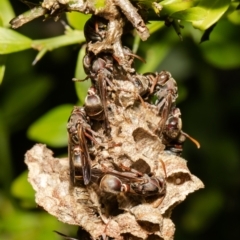 Ropalidia plebeiana (Small brown paper wasp) at Acton, ACT - 1 Nov 2021 by Roger